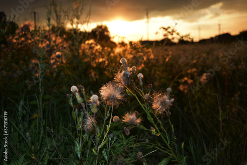 field of flowers photo