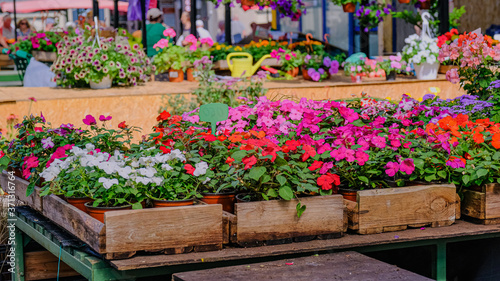 Selling of seedlings of flowers in farmers market. Flower stall.