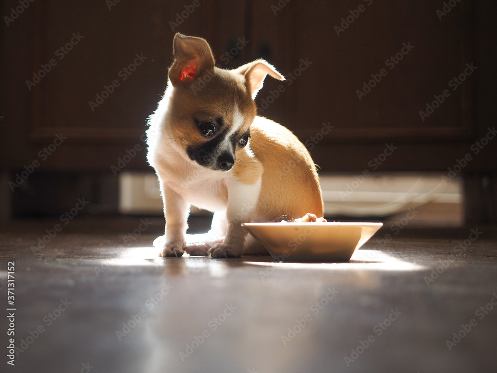 Φωτογραφία Puppy of the Chihuahua breed. Feeding the dog