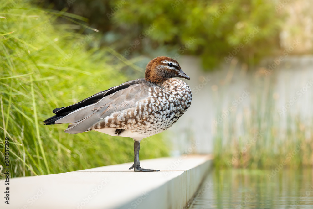 brown head duck in Australia brown head duck in Australia