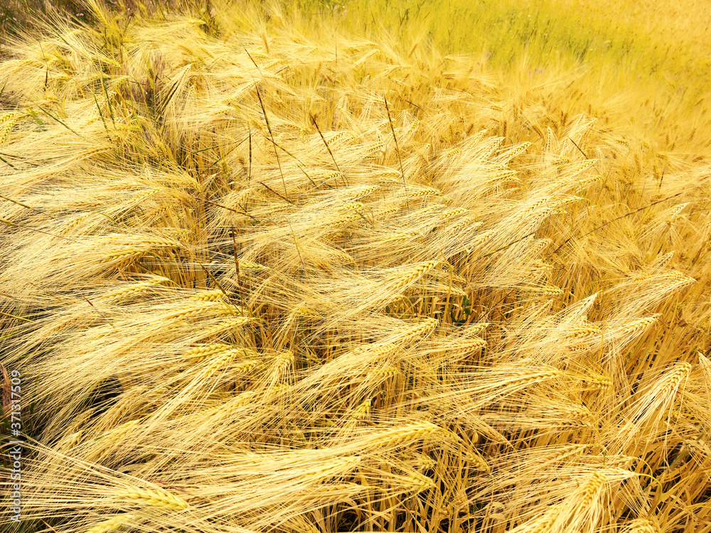 Fototapeta premium Wheat field. Ears of golden wheat close up. Background of ripening ears of wheat field. Beautiful Nature Sunset Landscape. Rural Scenery under Shining Sunlight. Rich harvest Concept. Label art design