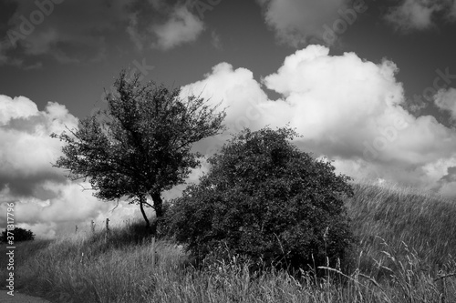Trees and clouds, black and white
