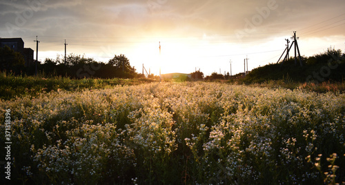 sunset over the field