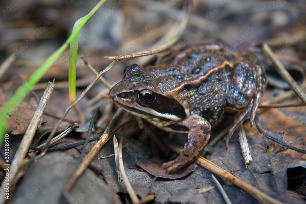 Portrait of an earthen frog in the forest close-up. Portrait of an earthen frog in the forest close-up.