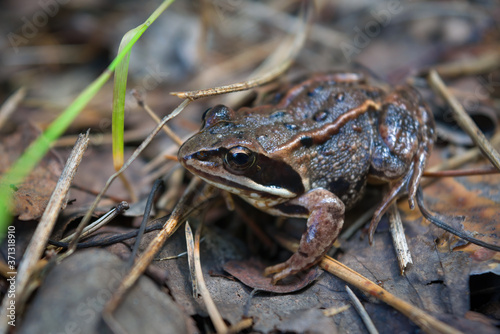 Portrait of an earthen frog in the forest close-up.