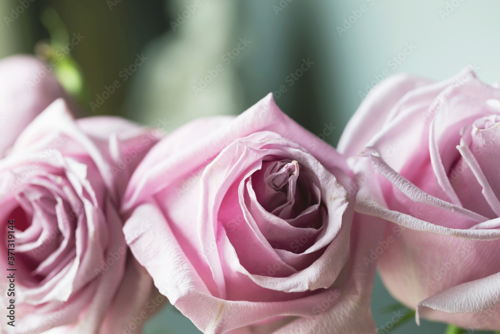 Obraz premium Delicate pink roses in soft color and blur style. To use as background for creative design for birthday, Valentine's Day, wedding, celebration.