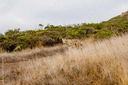 Photography Wild coyote stands in the middle of a field with dry grass