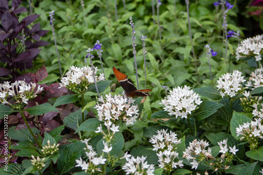 A rusty tipped page butterfly on a white blossom. A rusty tipped page butterfly on a white blossom.