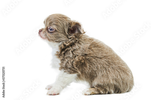 Chihuahua puppies, isolated photo