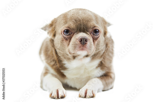 Adult Chihuahua dog, isolated photo