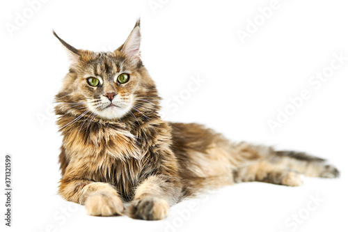 Adult Maine coon cat, isolated