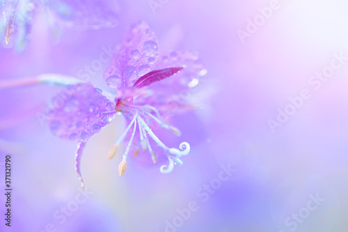 Lilac fireweed flowers close up on an blur background