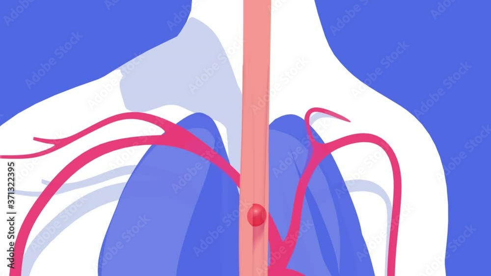 3d animation of the journey of a food through the human digestive system, from the mouth to the intestines. With flat colors and volume, silhouette on a blue background.