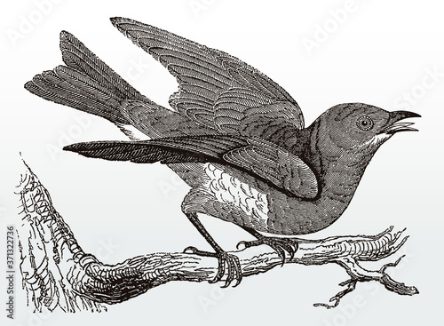 Eastern bluebird, sialia sialis sitting on a branch, spreading its wings and singing, after an antique illustration from the 19th century