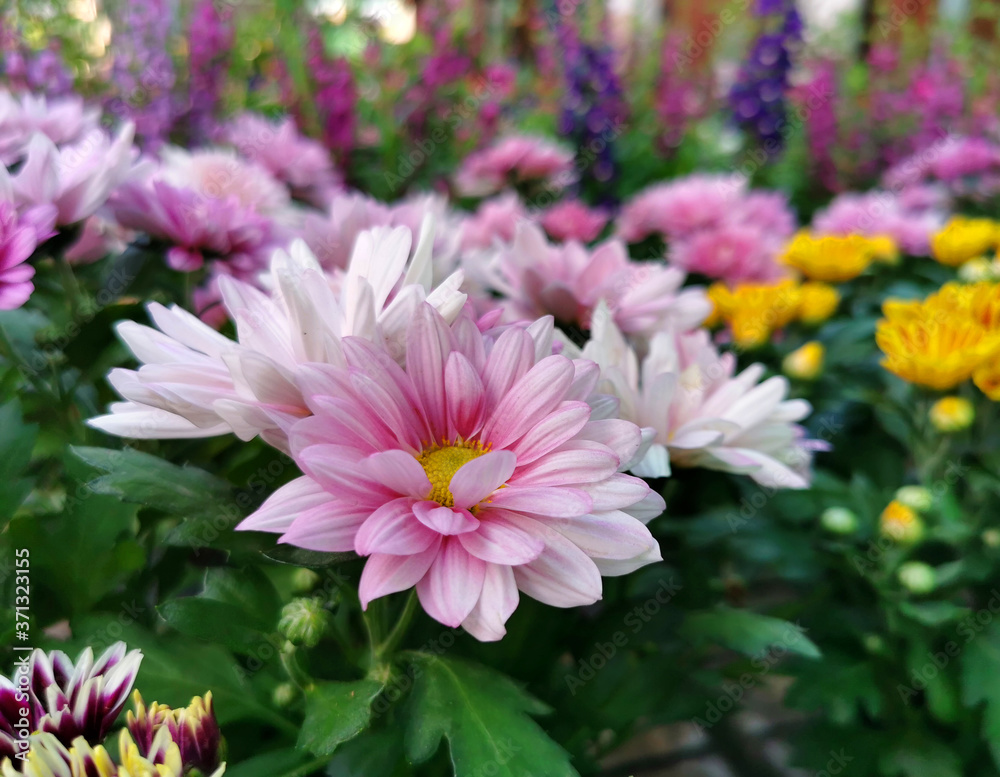Set of Colorful Gerbera roses Flowers against the background of yellow flowers in a floral display case selective focus Set of Colorful Gerbera roses Flowers against the background of yellow flowers in a floral display case selective focus