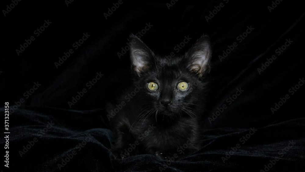 HD video of a black kitten with yellow green eyes laying on a black background looking around and at viewer
HD video of a black kitten with yellow green eyes laying on a black background looking around and at viewer