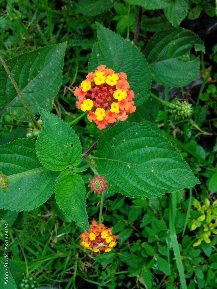 Lantana Camara, hermosa planta con flor en pompom multicolor, Santander, Colombia. Lantana Camara, hermosa planta con flor en pompom multicolor, Santander, Colombia.