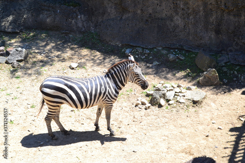 A Zebra Inside of a Zoo Exhibit