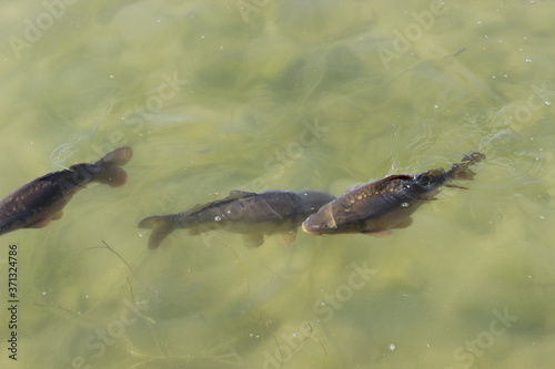Fische im Teich