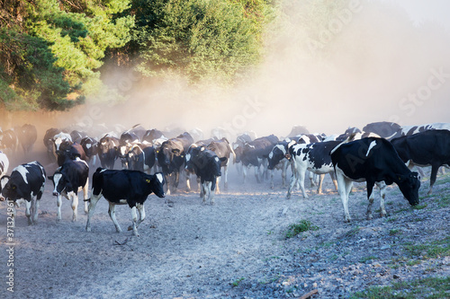 Herd of black-and-white calves are on the road in the dust. Sunny summer day. In the production concept. Agriculture, animal. Breeding of cattle.