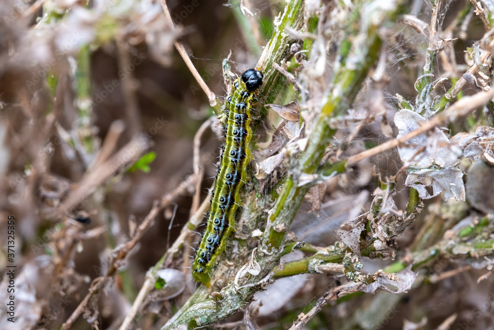East Asian box hedge caterpillar eats its way through a box hedge, leaving a a shroud of webbing behind which it hides from predators. East Asian box hedge caterpillar eats its way through a box hedge, leaving a a shroud of webbing behind which it hides from predators.