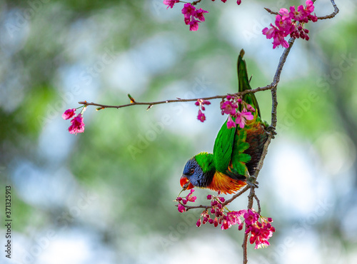 Tableau sur toile A Rainbow lorikeet enjoys some fruit from a cherry blossom tree in spring