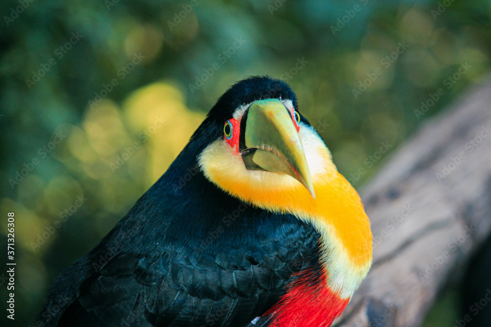 Obraz premium portrait of a toucan