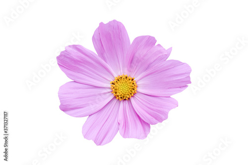 Pink Cosmos flower isolated on white background. Ornamental beautiful blooming garden plant Cosmos bipinnatus.
