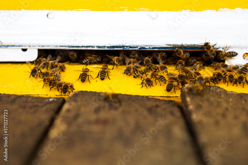 Bee hive. Swarm of bees fly to beehive, carry honey from the fields. Sun light. Selective focus