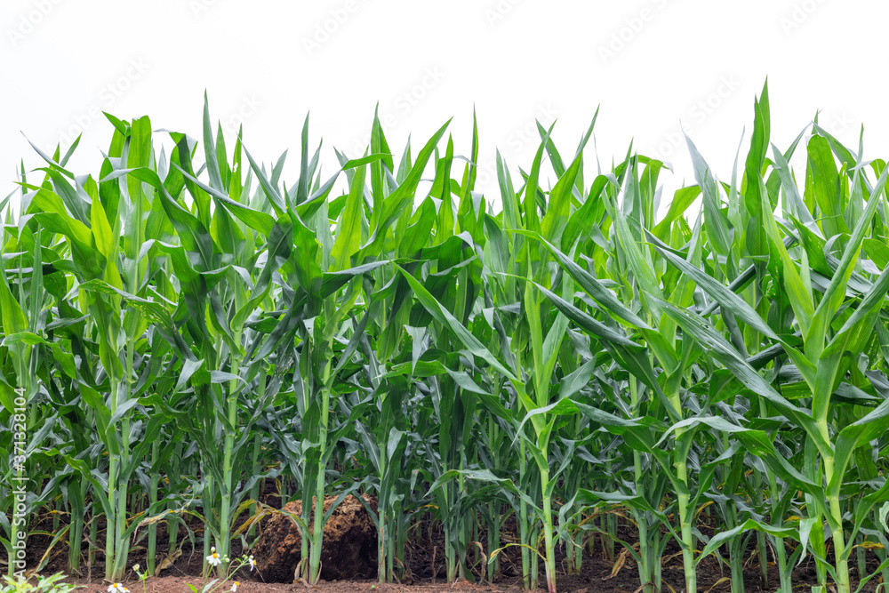 Obraz premium maize field isolated on white background