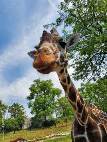 Canvas Print giraffe in the zoo