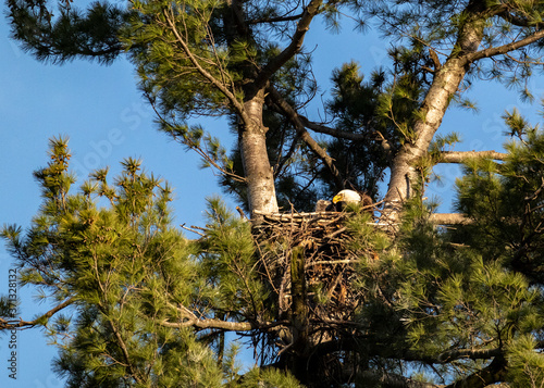 Bald Eagle Feeding Eaglet 2