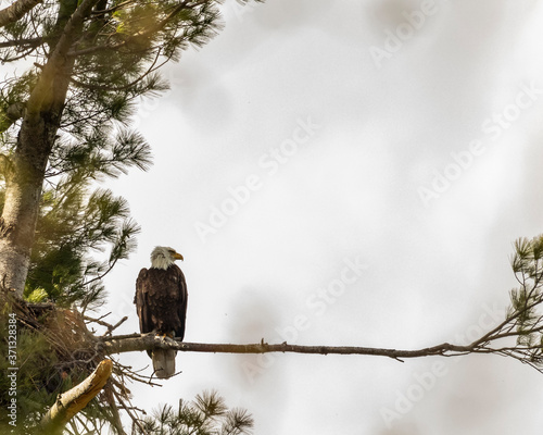 Bald Eagle Perched next to Nest