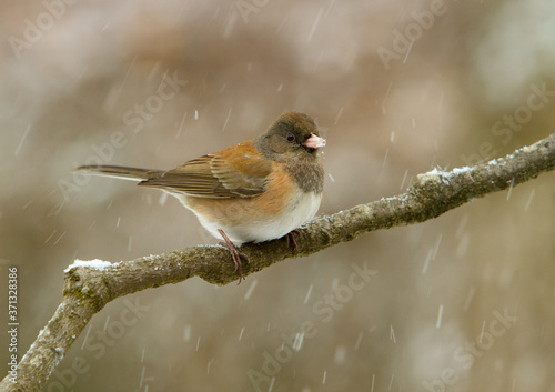 A dark-eyed junco perched on a branch during a snow storm, Salem, Oregon. It is a species of the juncos, a genus of small grayish American sparrows. © Bob