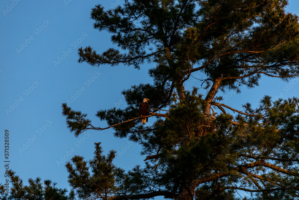 Bald Eagle Watches over Nest at Golden Hour Bald Eagle Watches over Nest at Golden Hour