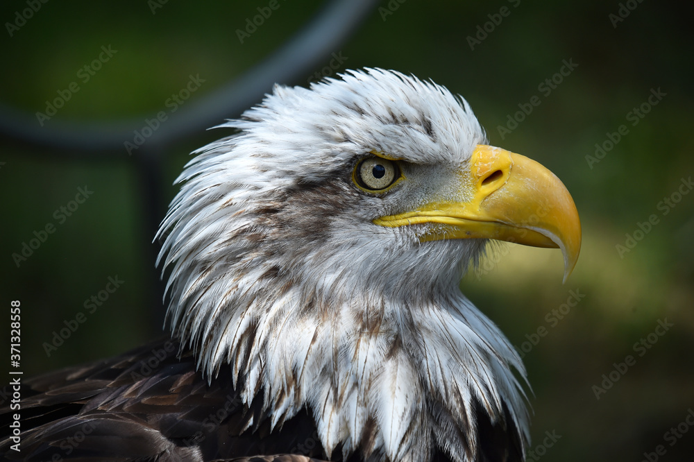 Fototapeta premium aguila calva americana