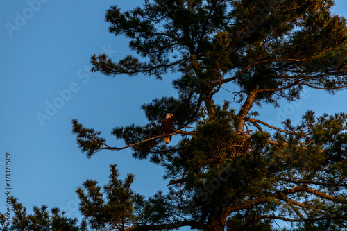 Fototapeta Naklejka Na Ścianę i Meble -  Bald Eagle Watches over Nest at Golden Hour