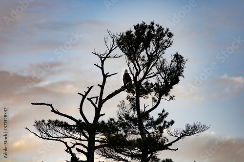 Bald Eagles on an Evening Hunt