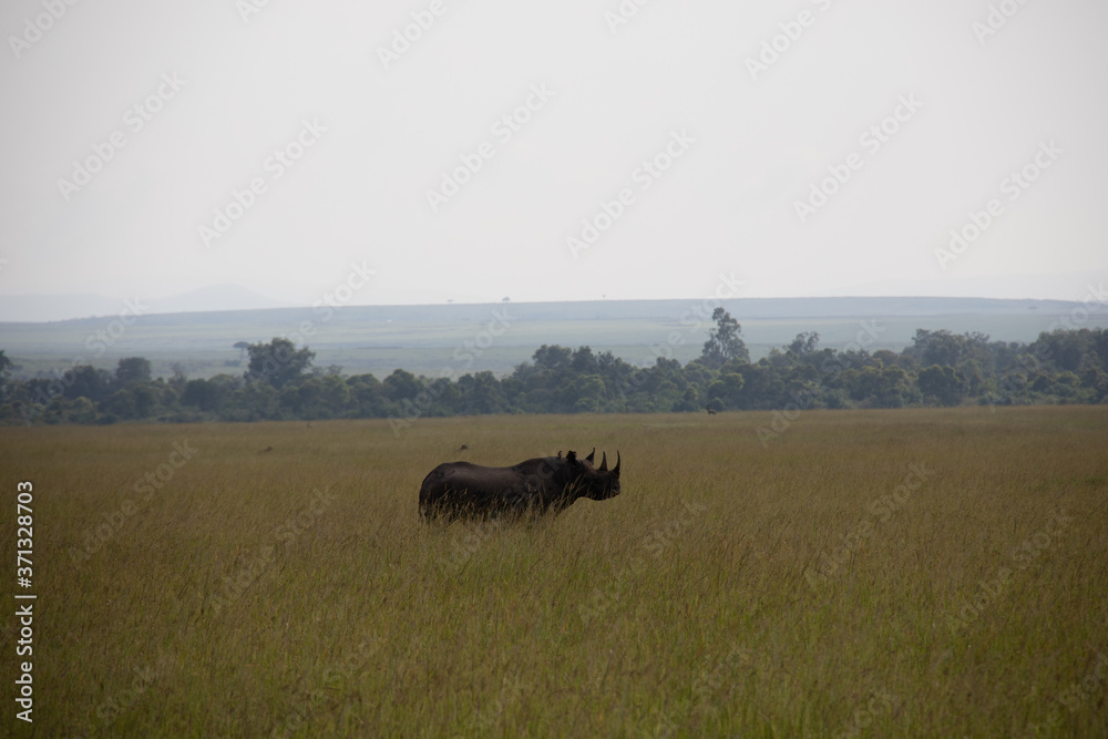 Lone Rhinoceros on Savannah in Kenya, Africa 