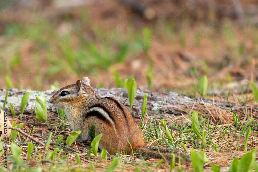 Obraz premium Chipmunk Foraging in the Grass 5