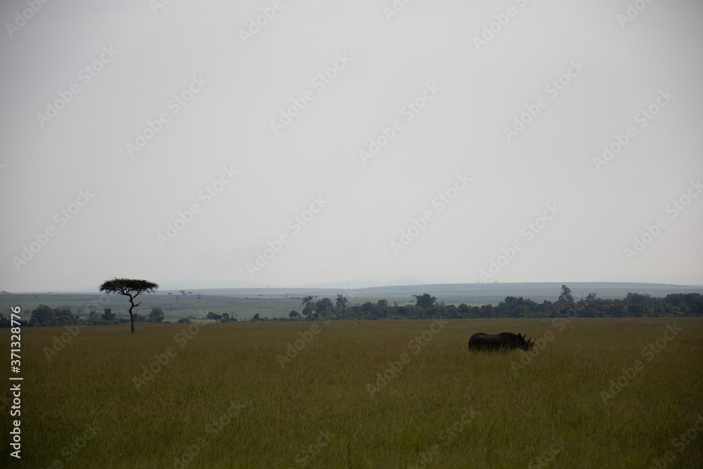 Lone Rhinoceros on Savannah in Kenya, Africa Lone Rhinoceros on Savannah in Kenya, Africa