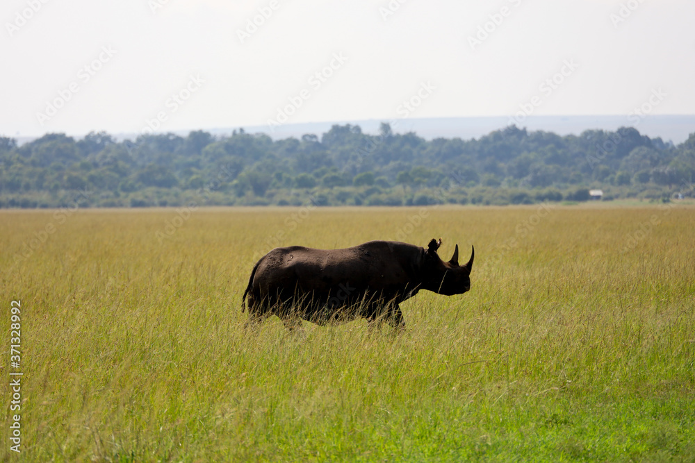 Lone Rhinoceros on Savannah in Kenya, Africa 