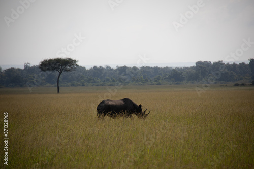 Fototapeta Naklejka Na Ścianę i Meble -  Lone Rhinoceros on Savannah in Kenya, Africa 