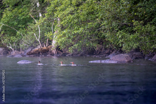 Common Mergansers Swimming in Umbagog Lake