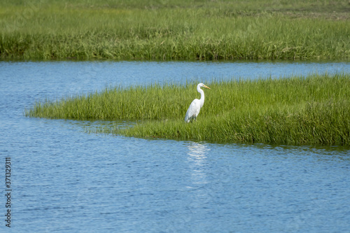 Egret Guarding Marsh Nest