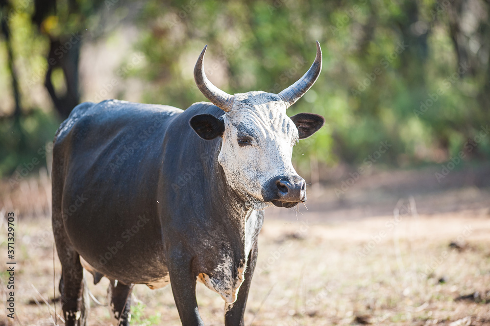 White faced Nguni Cow White faced Nguni Cow