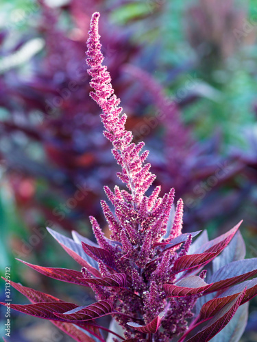 close up of a purple flower