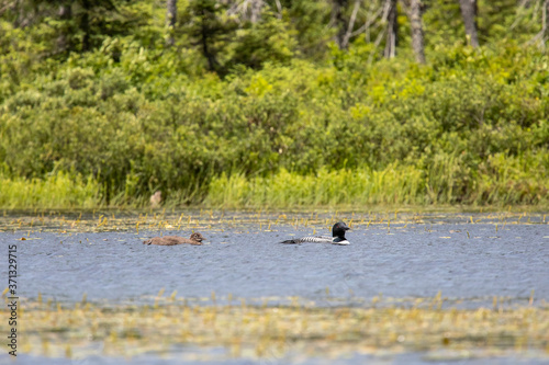 Loon and Chick Swimming 1