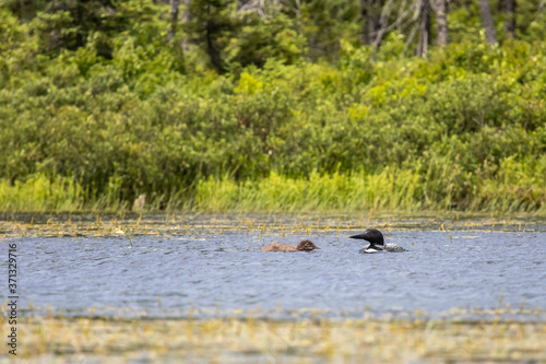 Loon and Chick Swimming 2
