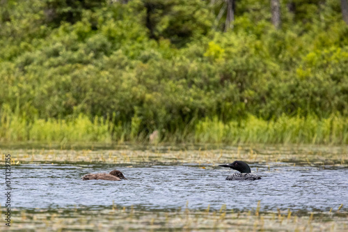 Loon Checking on Chick 2